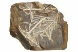 Paleocene Fossil Conifer (Parataxodium) - North Dakota #262283-1